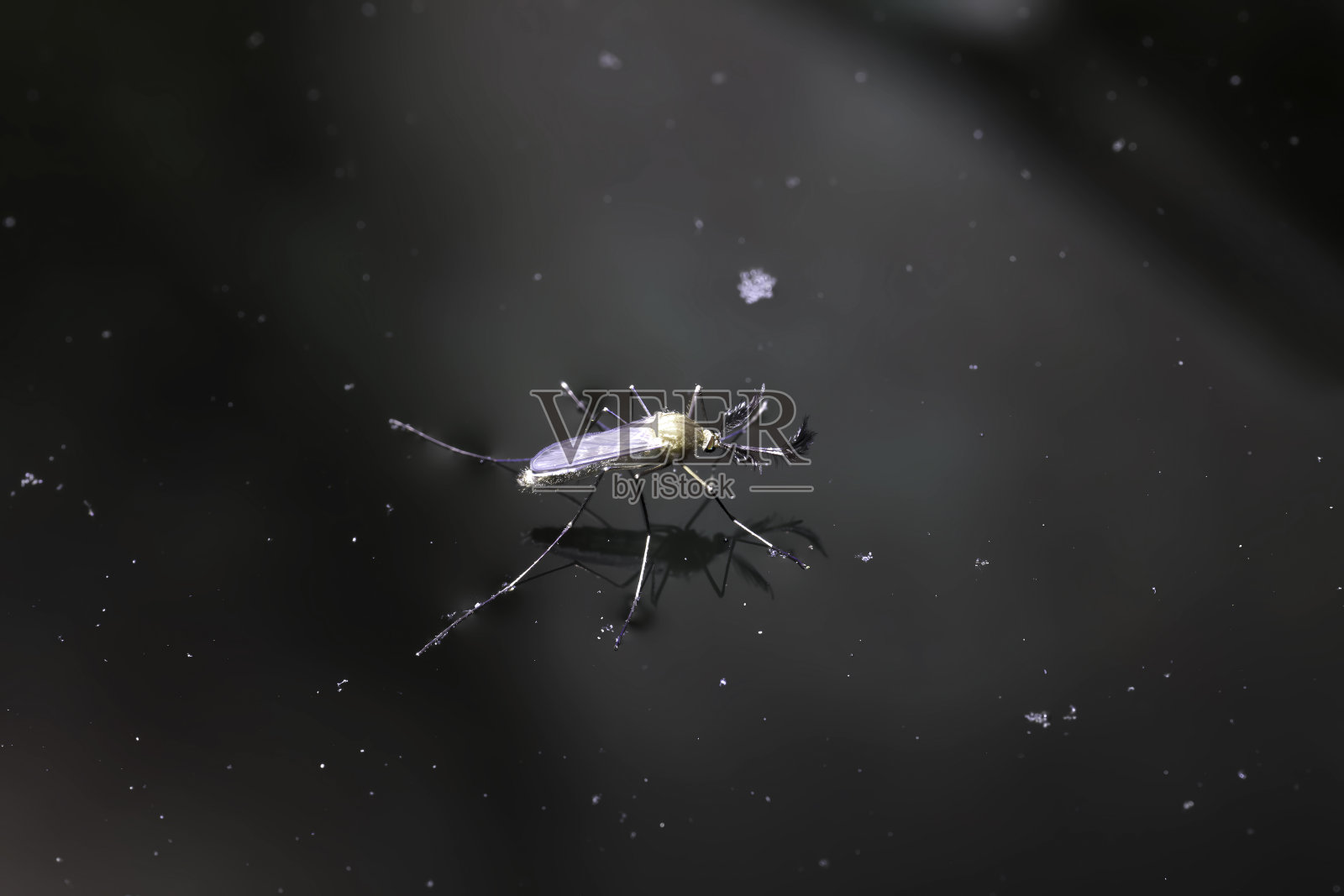 蚊子对水面有表面张力照片摄影图片