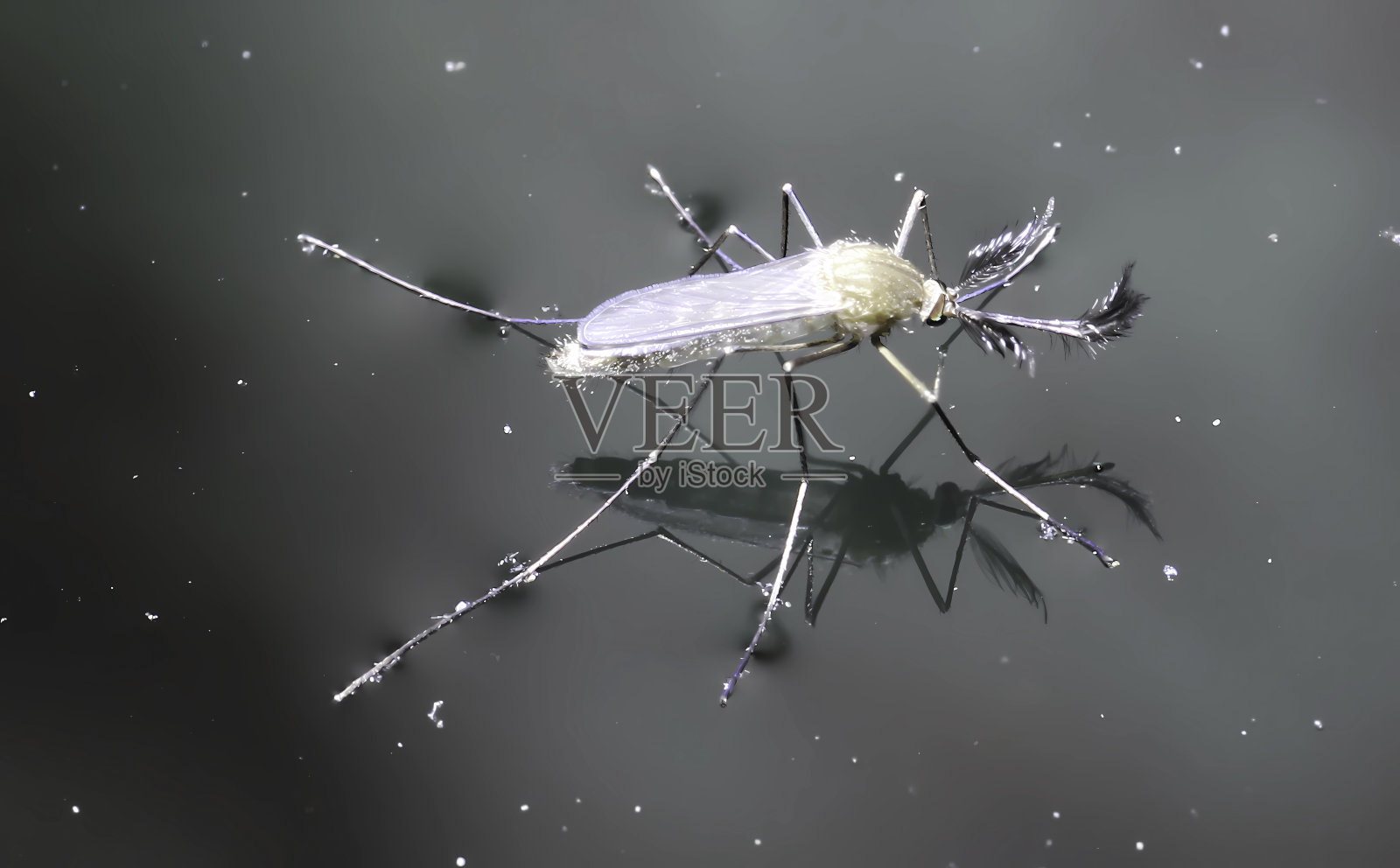 蚊子对水面有表面张力照片摄影图片