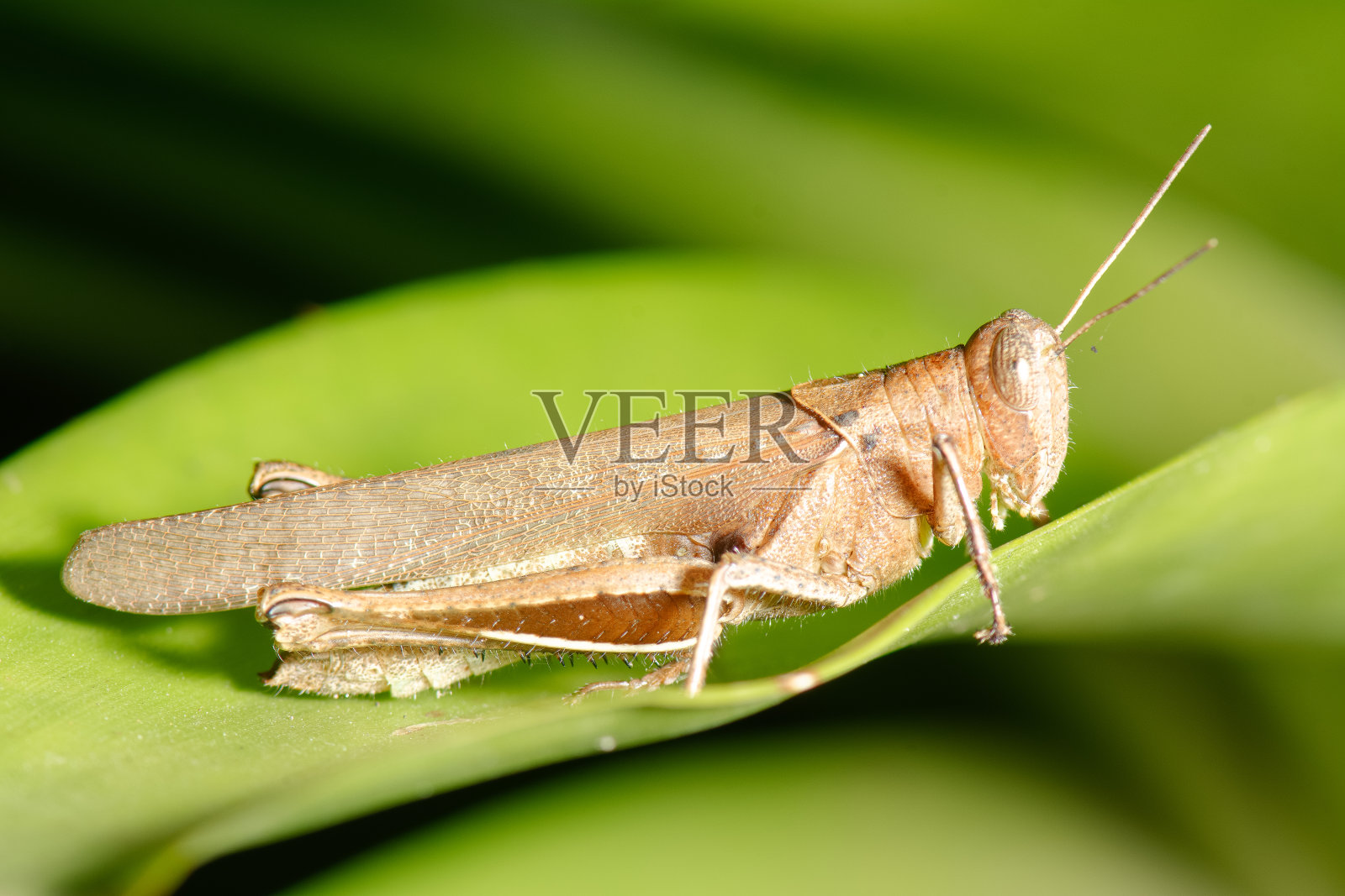 蚱蜢(血吸虫科)在种植园里吃叶子。照片摄影图片
