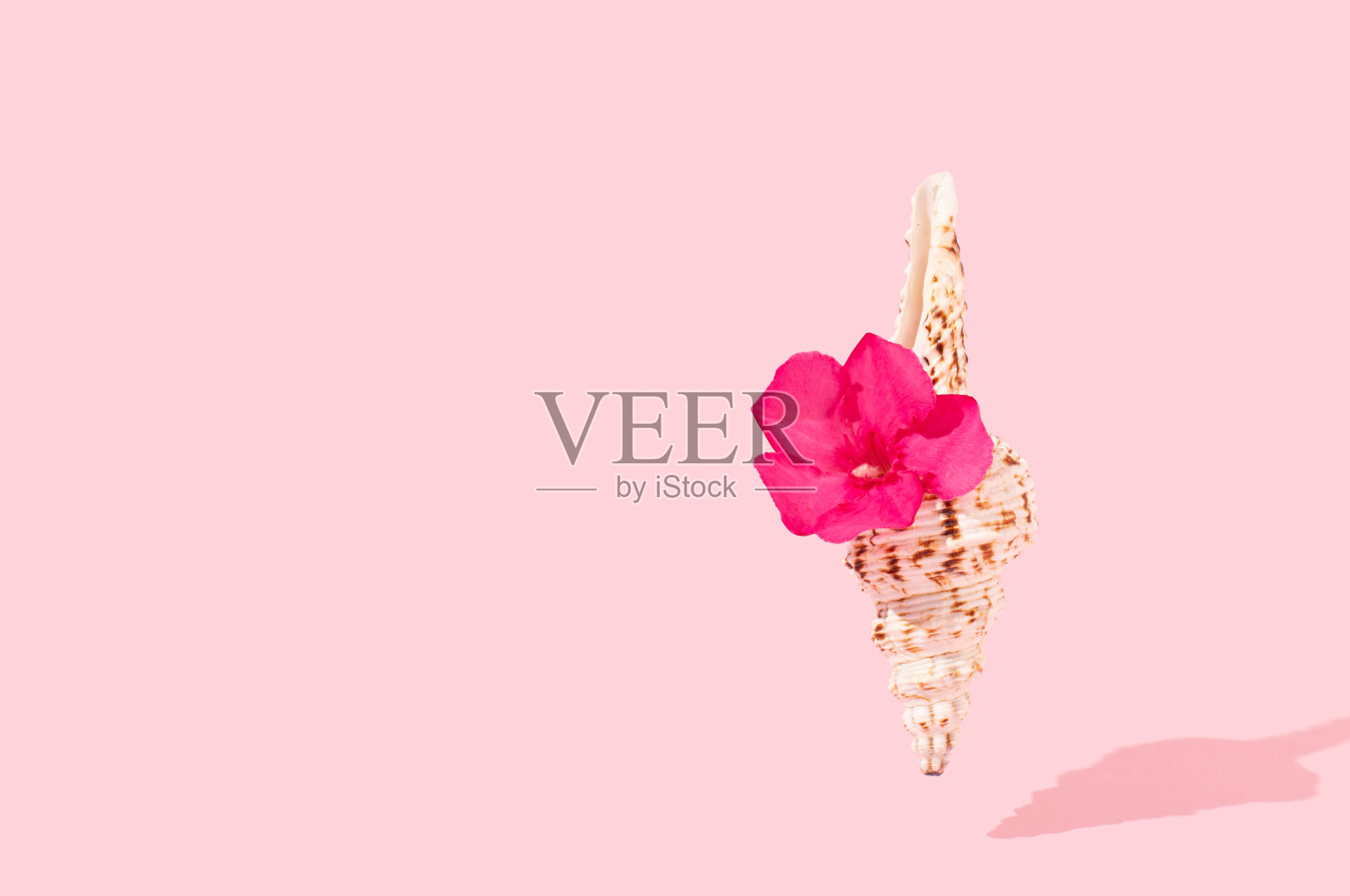 粉红色的热带花在贝壳与阳光的阴影在柔和的粉红色背景。夏日异域度假和度假概念。副本的空间。照片摄影图片