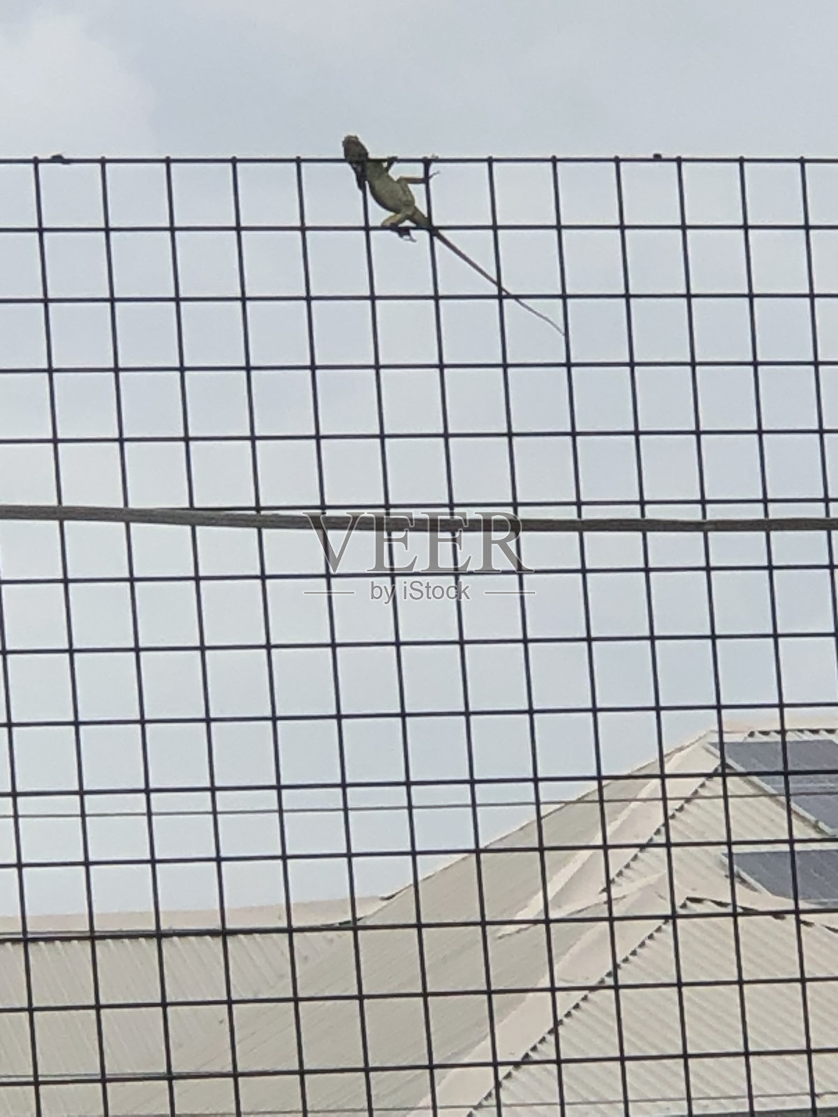 野生动物照片摄影图片