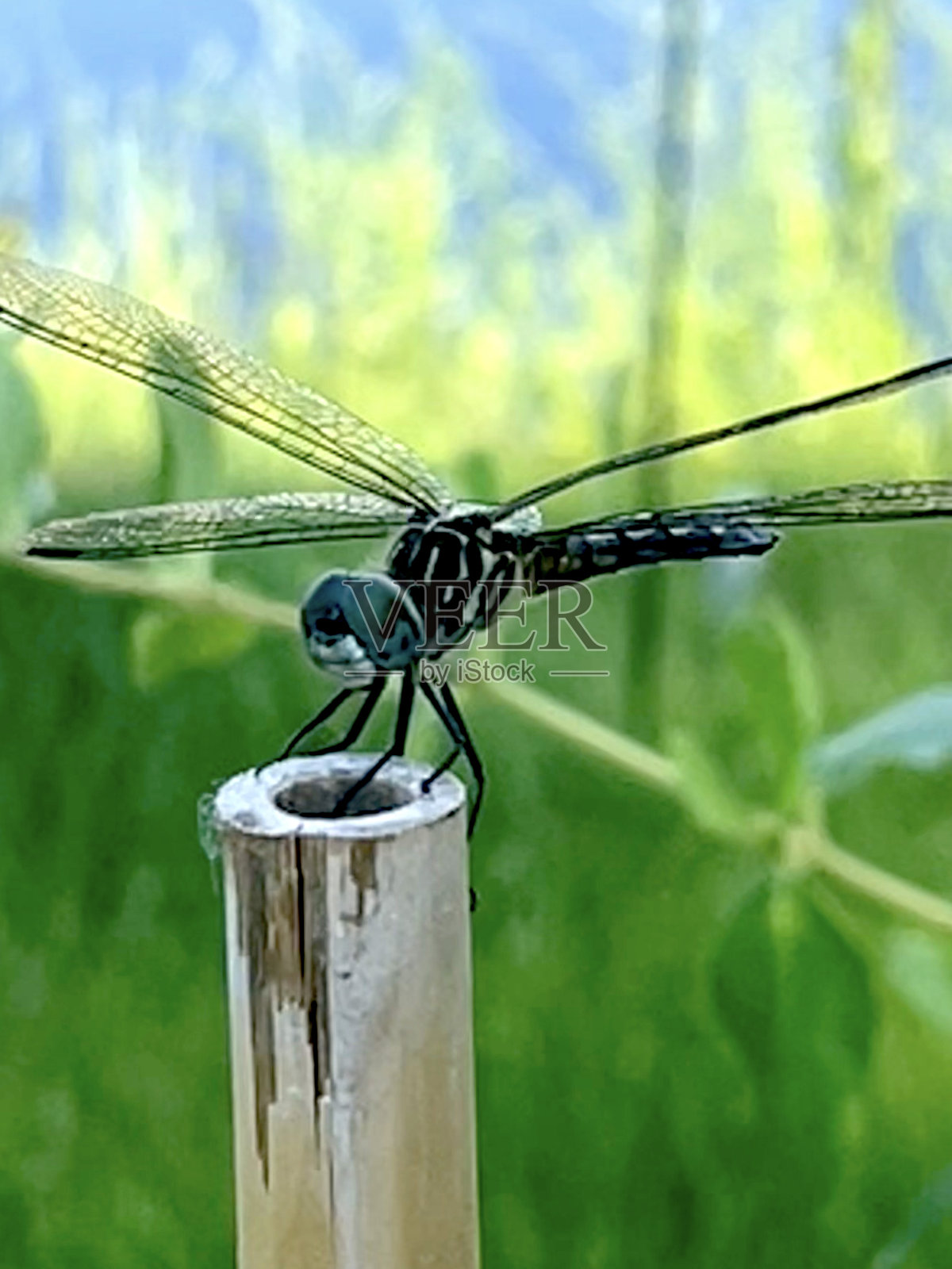 竹打破照片摄影图片