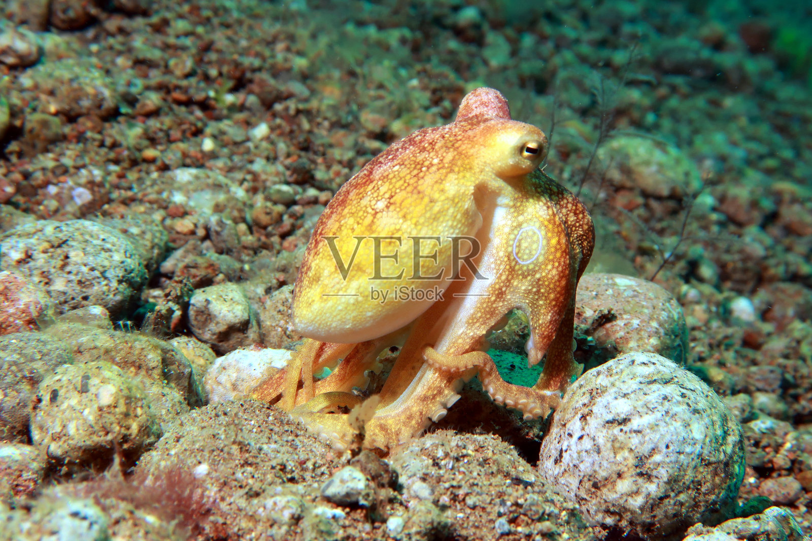 毒卵章鱼，又称莫托蒂章鱼照片摄影图片