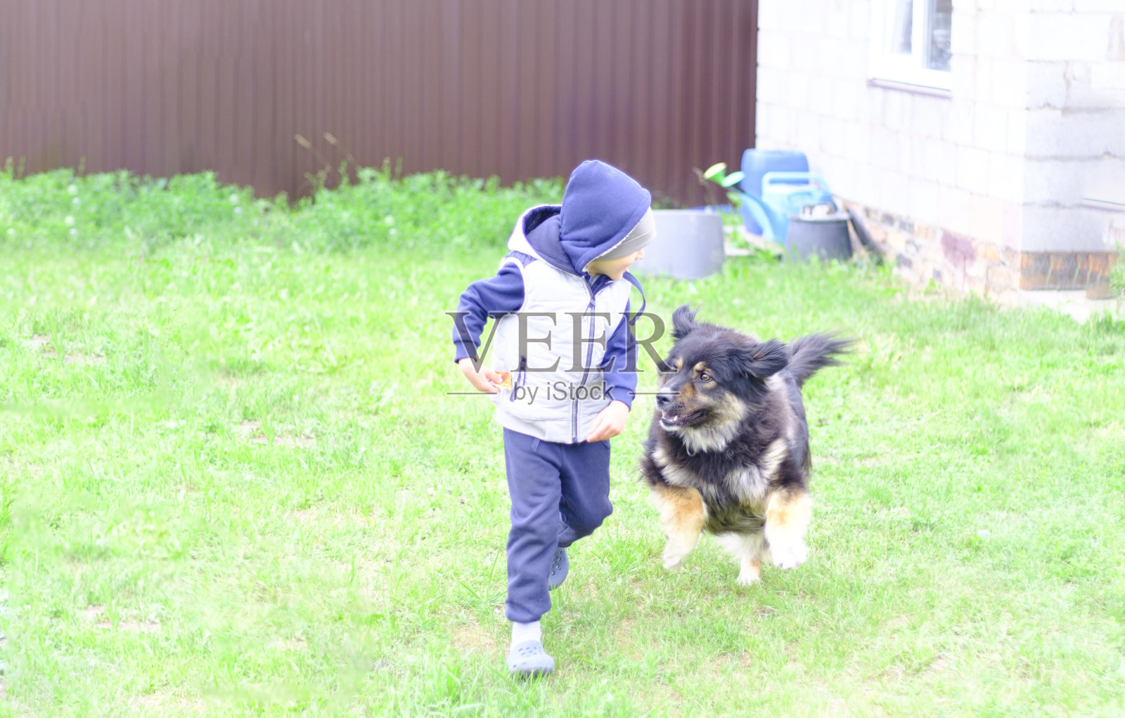 一个孩子在绿色的草坪上和一只狗玩耍照片摄影图片