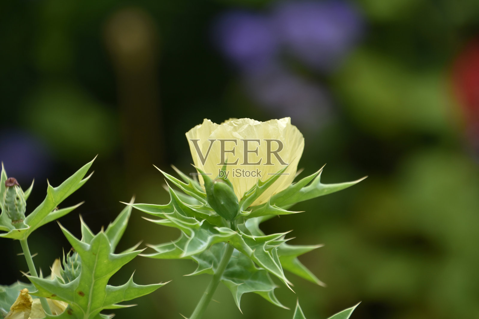 花园里的淡黄色开花植物照片摄影图片