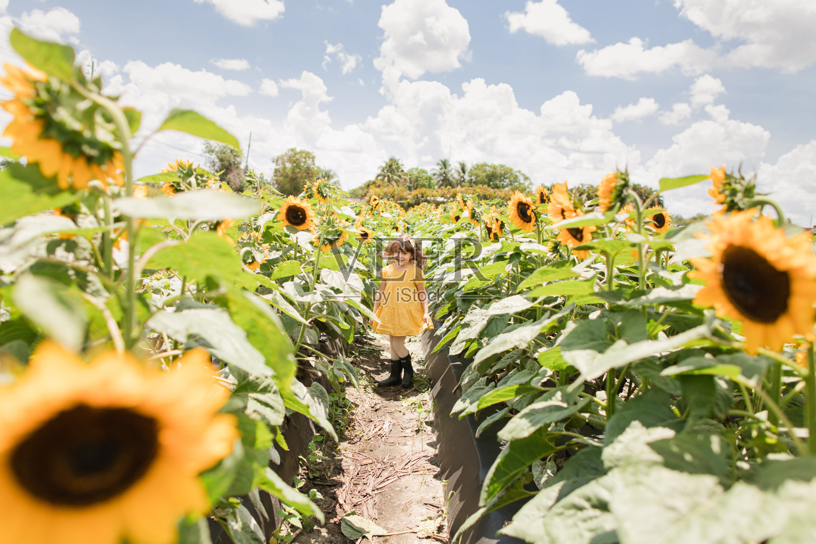 一个4岁的古巴裔美国女孩，棕色的卷发和棕色的眼睛，穿着黄色的裙子和深绿色的雨靴，在南佛罗里达的阳光下，蓝色的天空和蓬松的白云的正午，一片充满活力的黄色向日葵照片摄影图片