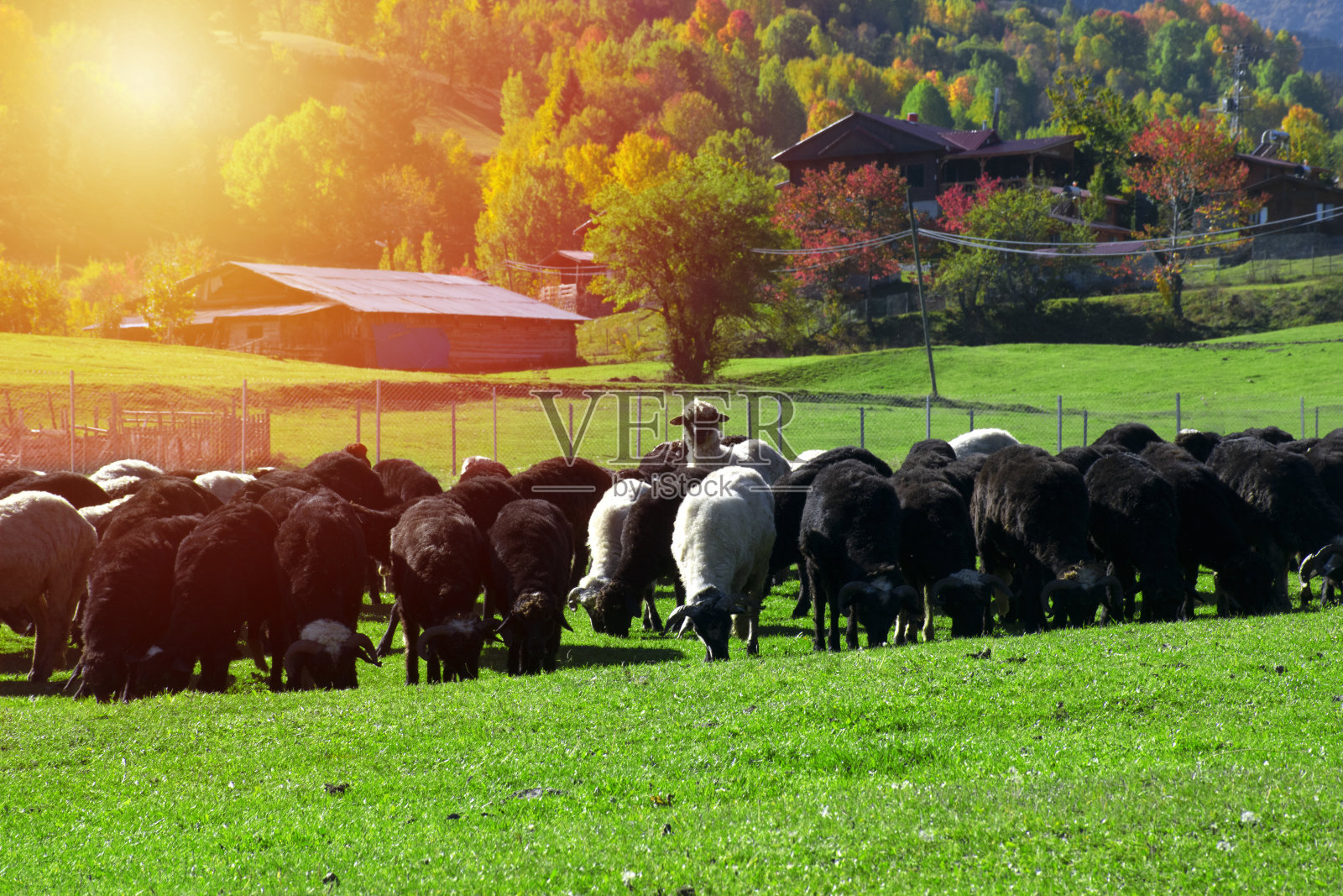 羊羔和山羊在秋天吃草照片摄影图片