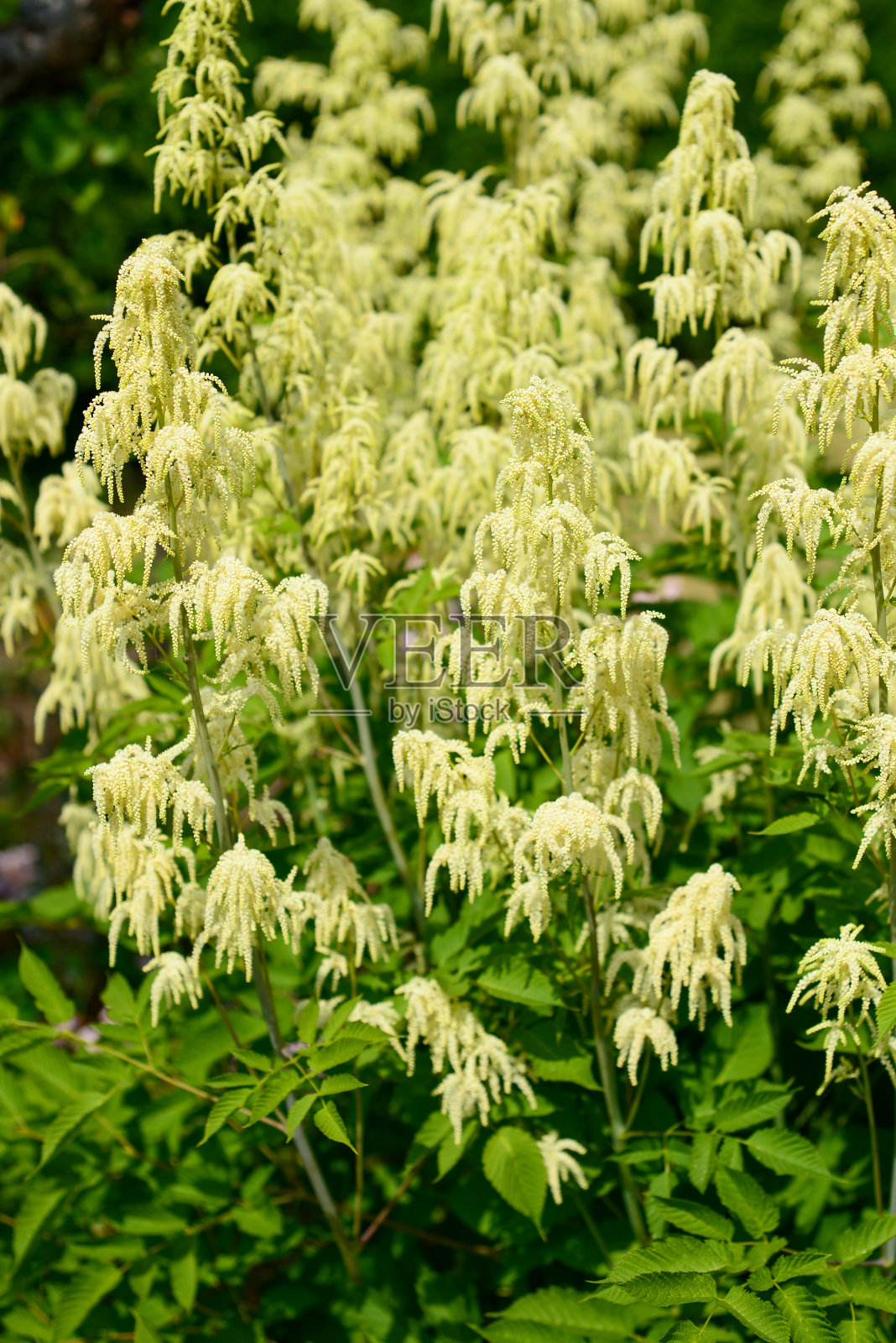 羽毛丛与美丽的挂花照片摄影图片