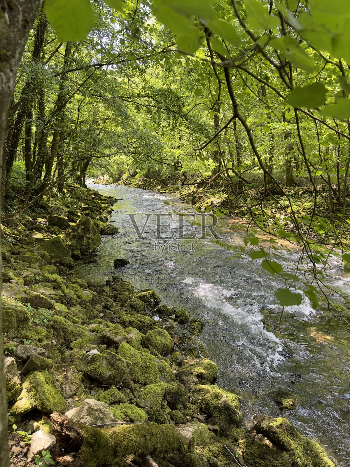 绿树成荫的河流照片摄影图片