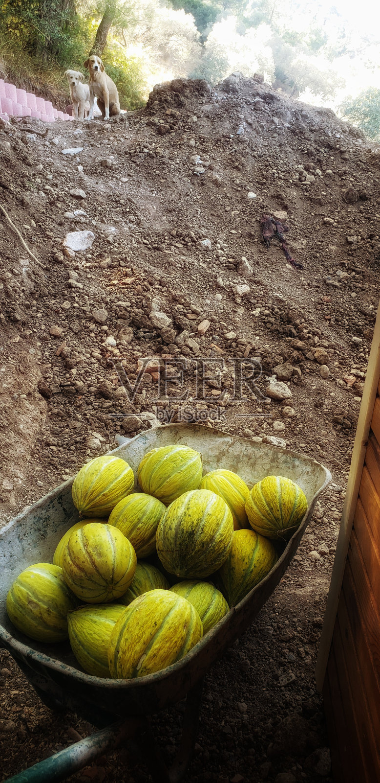 西瓜照片摄影图片