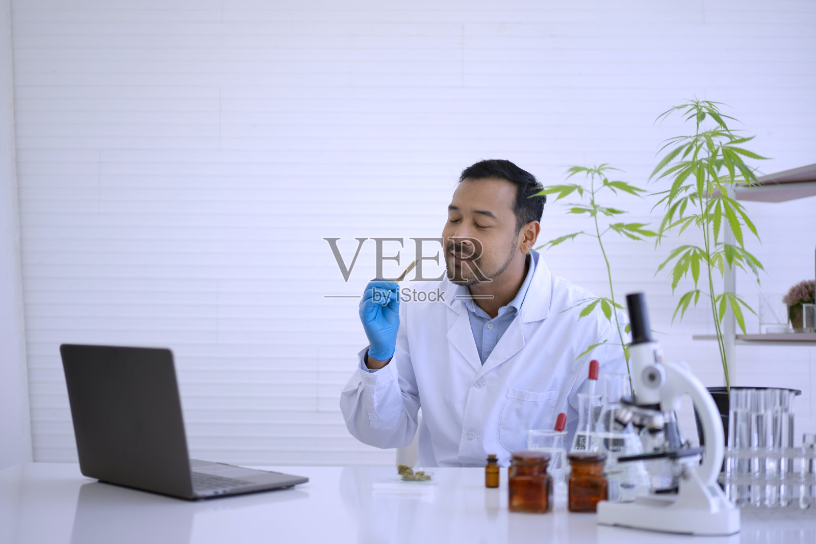 科学家正在实验室研究大麻。照片摄影图片