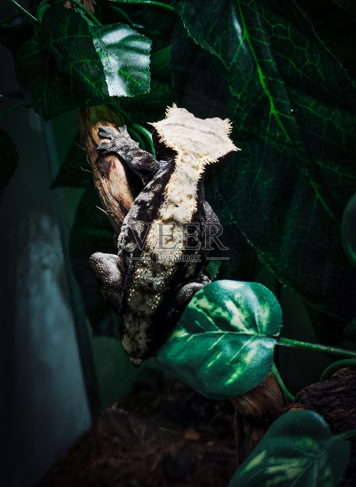 我美丽的冠状壁虎照片摄影图片