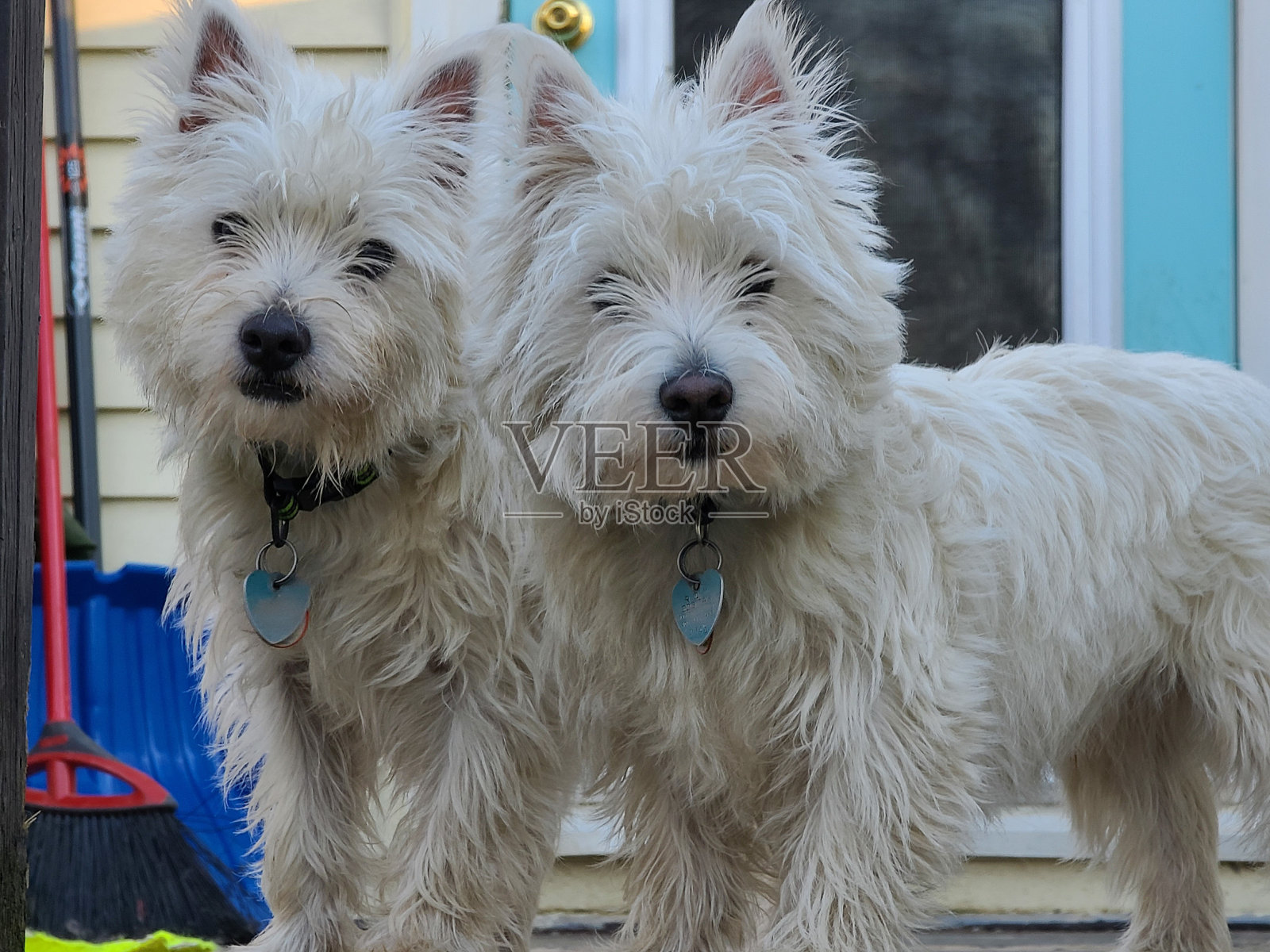 Westie构成照片摄影图片