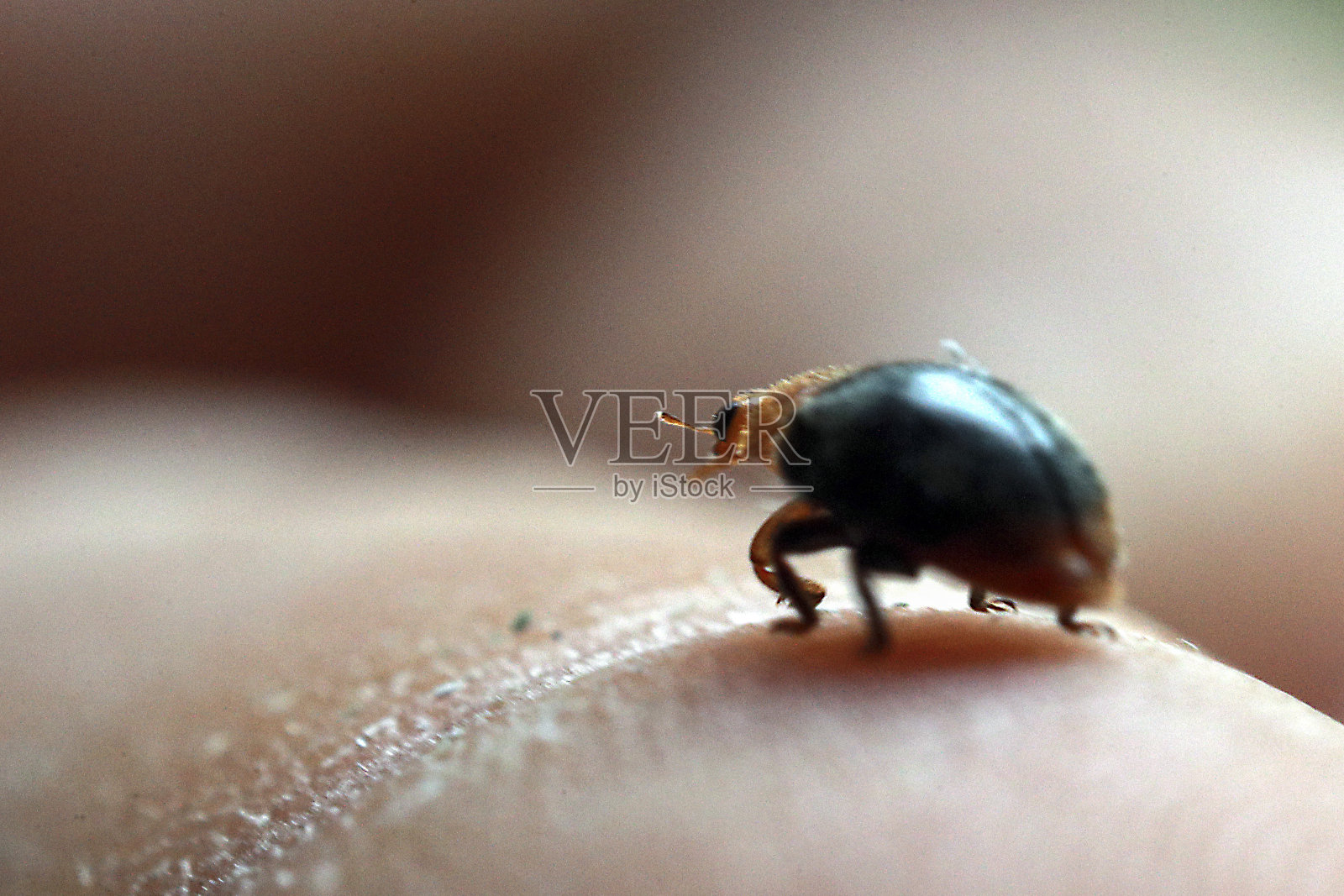 莫诺莱斯湾照片摄影图片