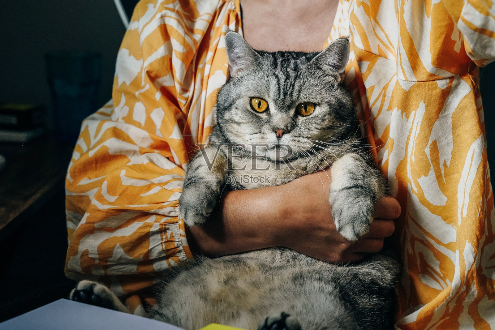 可爱的灰色虎斑猫，黄眼睛。掌握在主人手中照片摄影图片