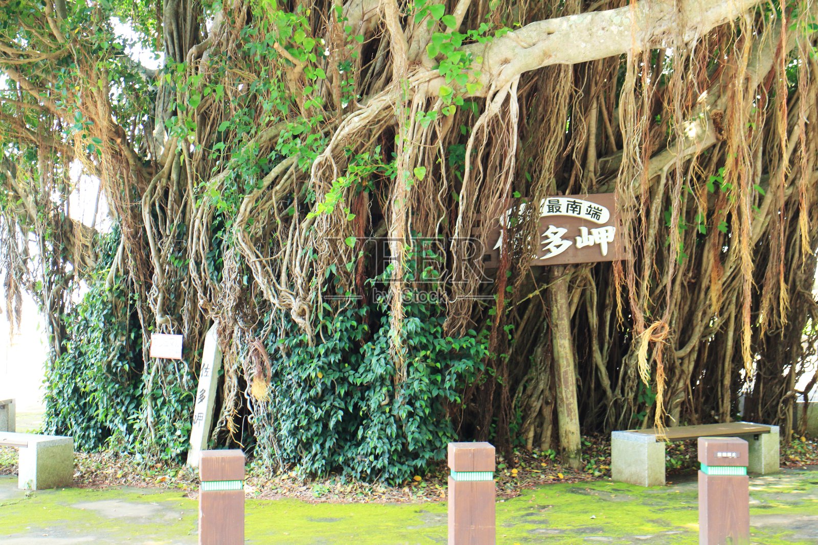 萨塔角的榕树照片摄影图片