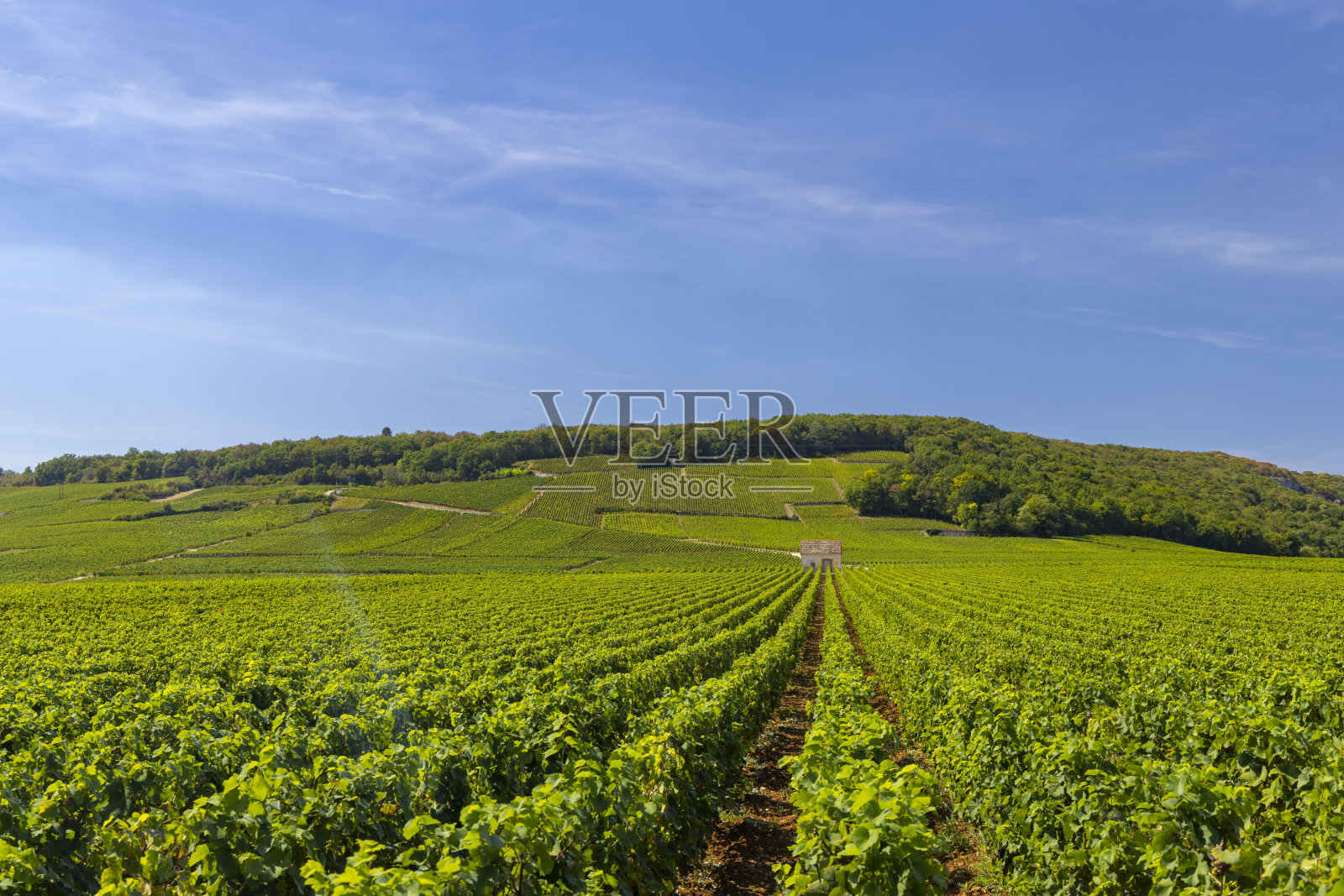 法国勃艮第，努伊特谷，Clos de Vougeot附近的典型葡萄园照片摄影图片