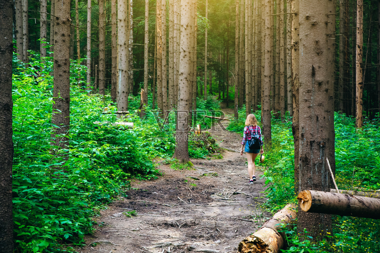 走在山间的时髦女孩。森林里倒下的树。照片摄影图片
