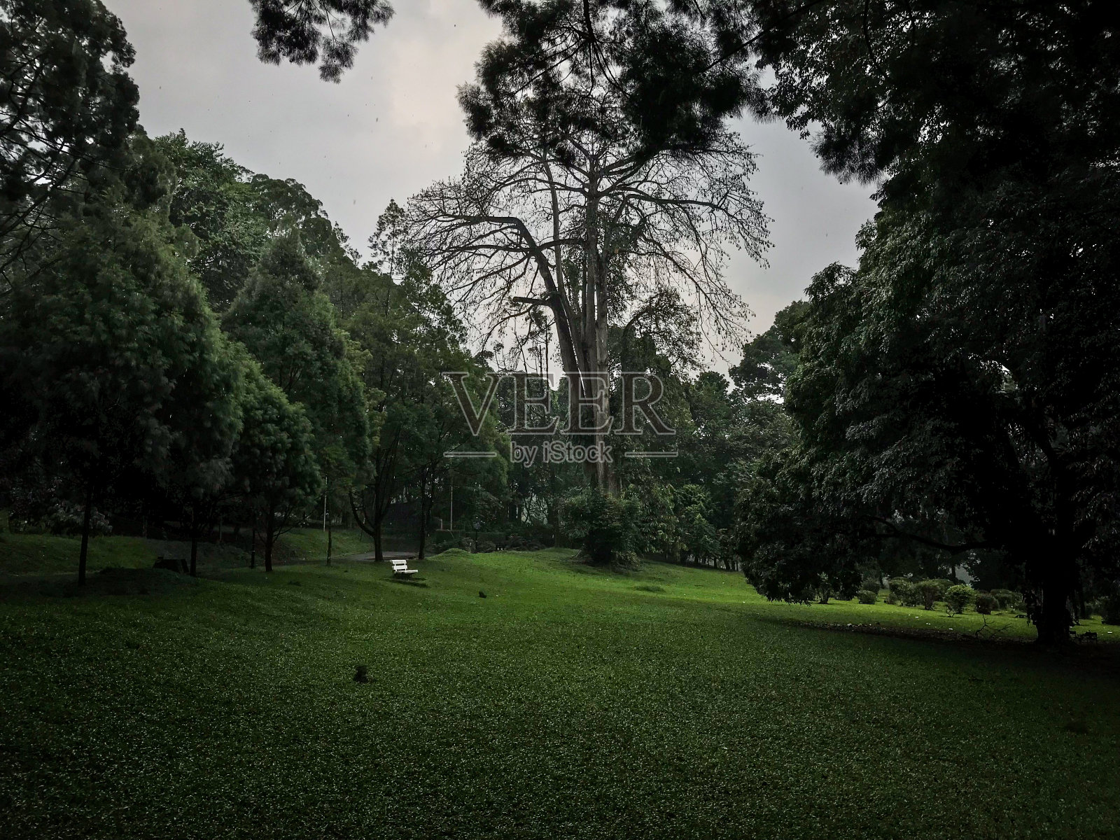 茂物植物园的草地，中间有一棵大古树照片摄影图片