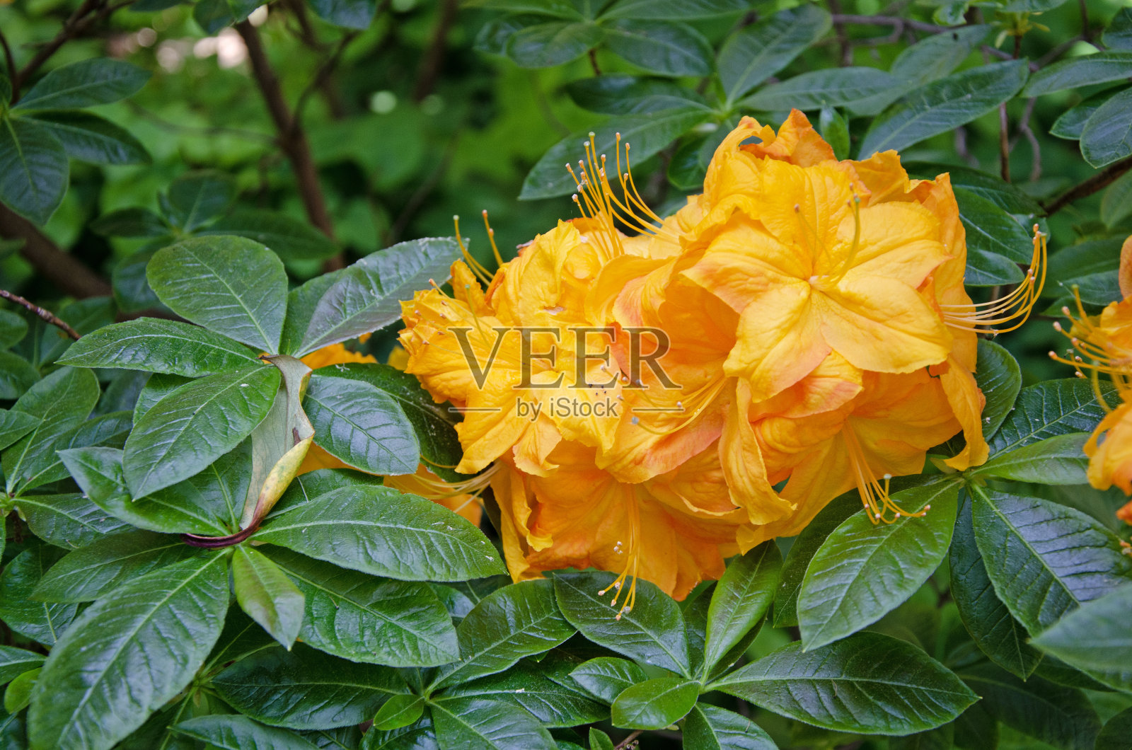 火焰杜鹃花。关闭了。杜鹃calendulaceum照片摄影图片