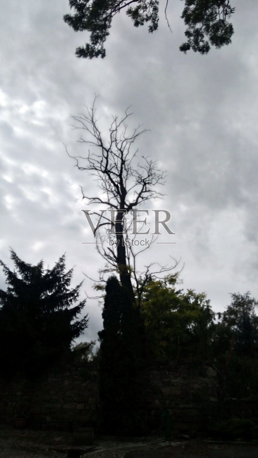 云天空背景上的神秘干树照片摄影图片