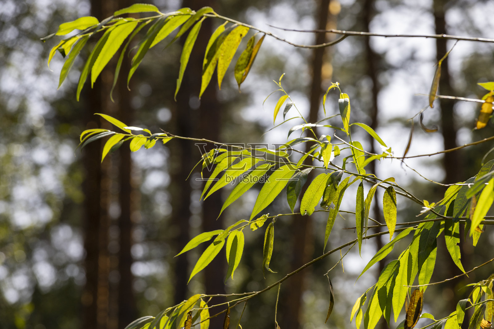 公园里长着各种各样的树照片摄影图片
