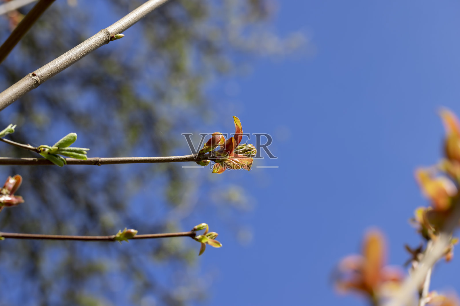 初春的红枫上的第一片叶子，第一片叶子照片摄影图片