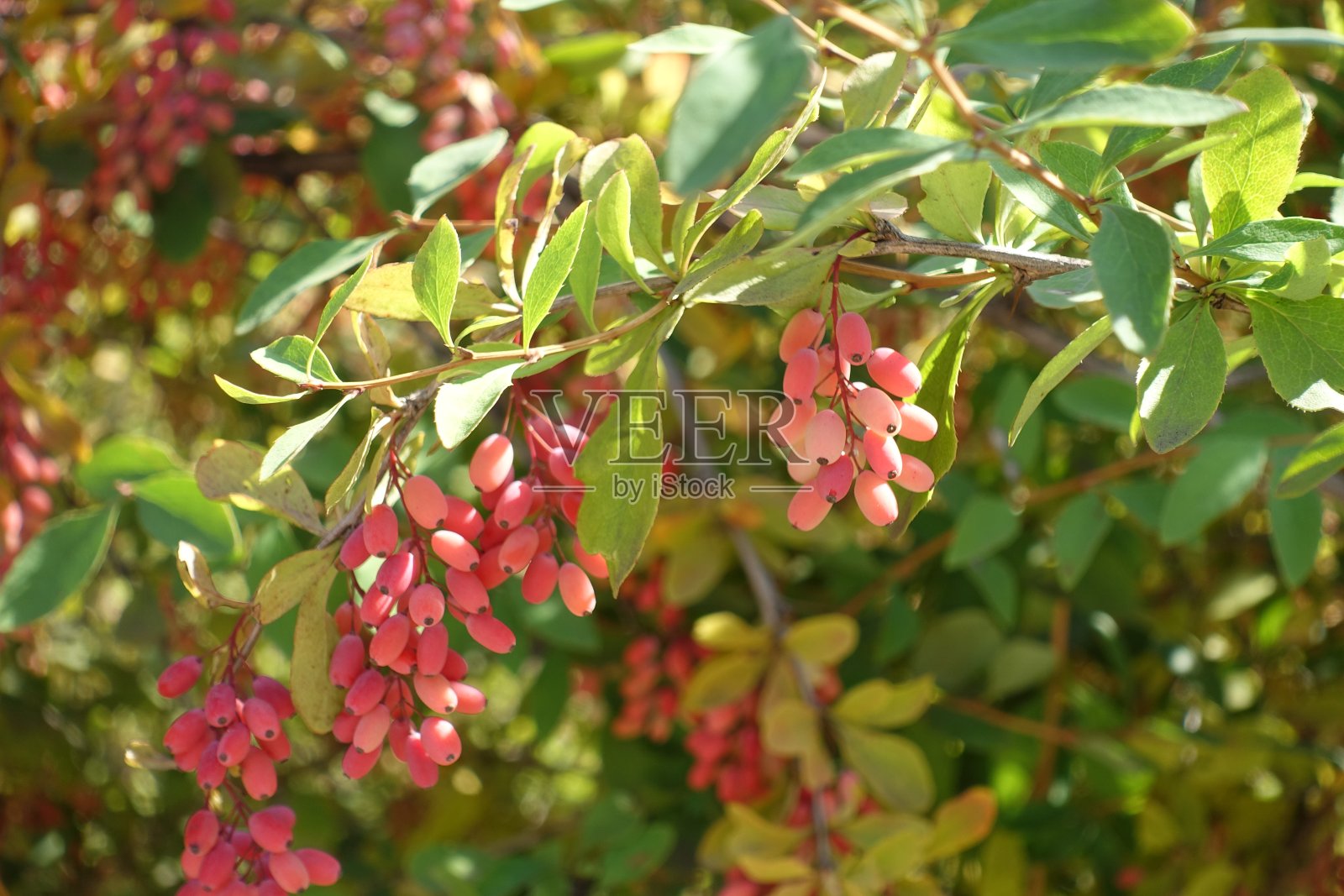 九月中旬，普通小檗结粉红色和红色的果实照片摄影图片