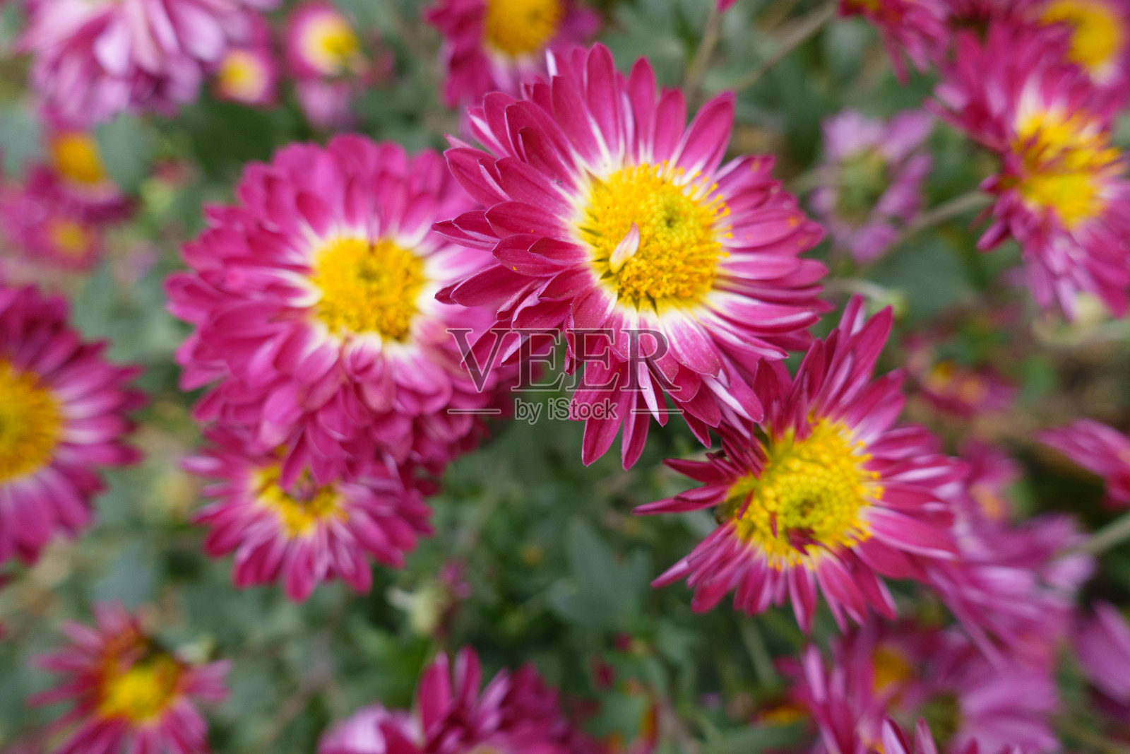 11月，深粉色和黄色的菊花的特写照片摄影图片