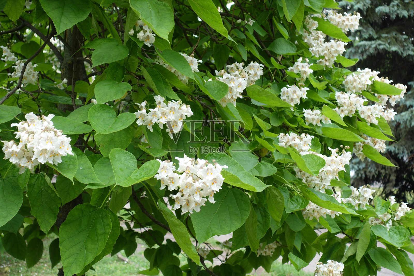 六月里，梓树的叶子上开了不少白花照片摄影图片