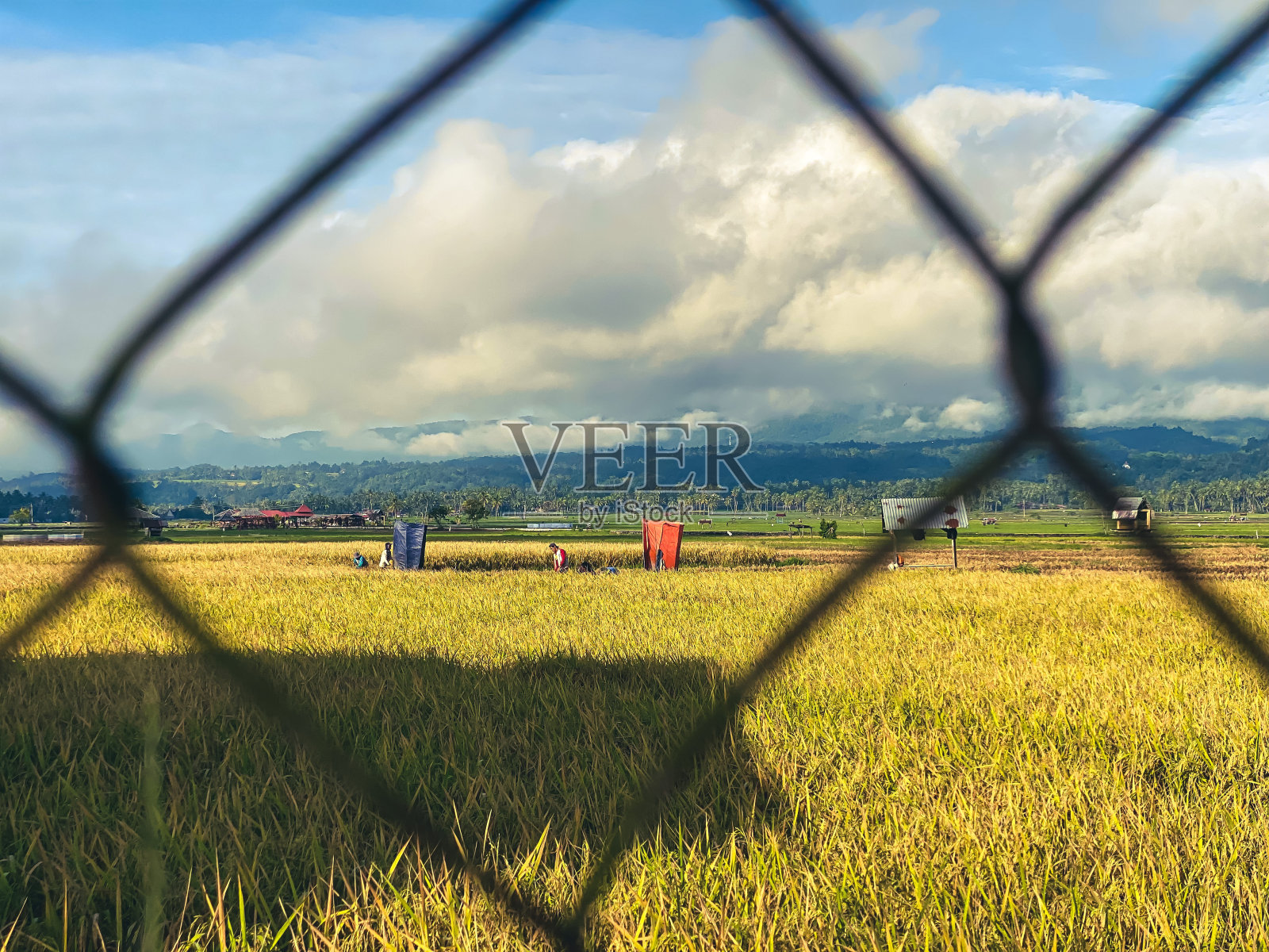 稻田照片摄影图片