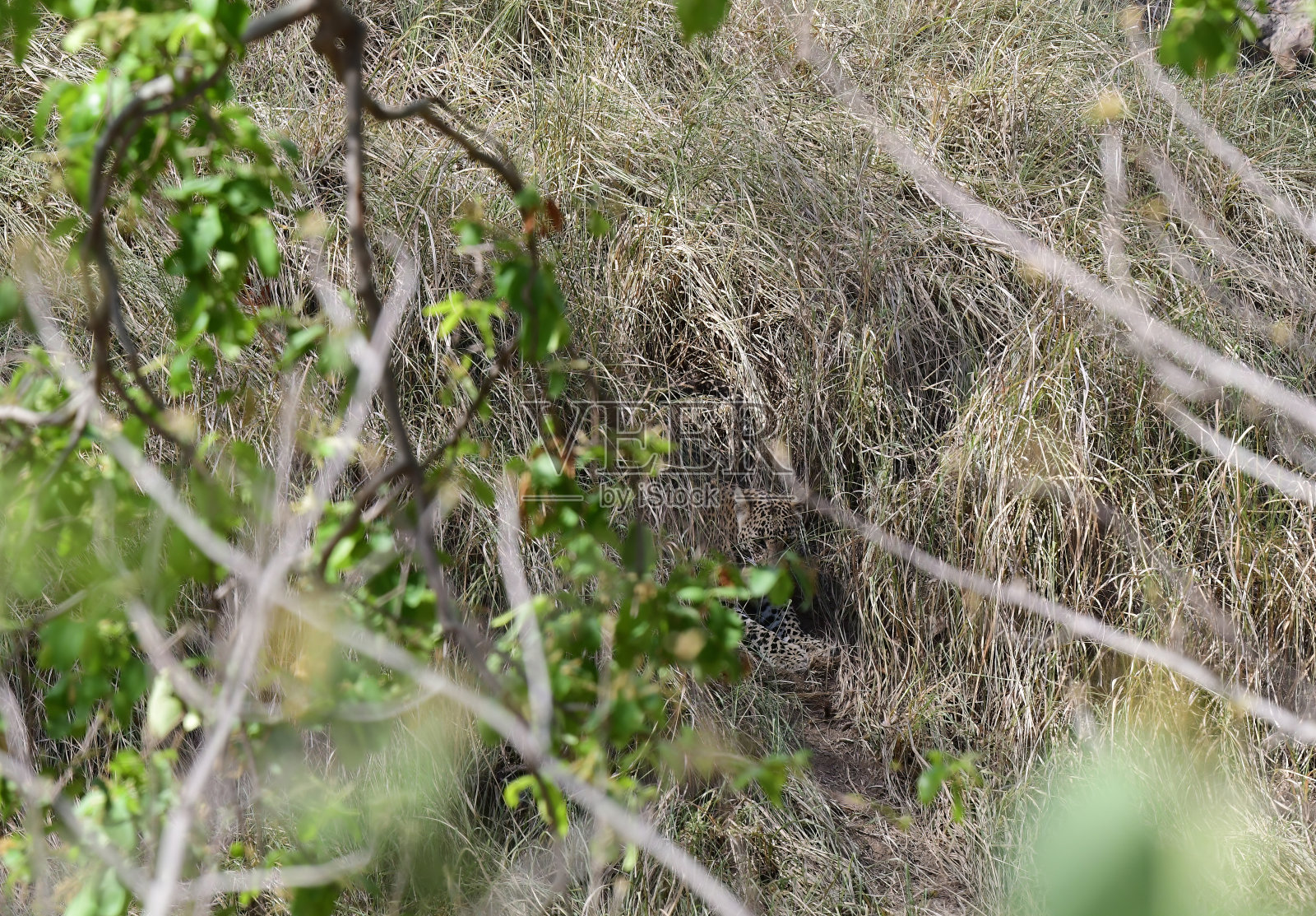 混合哺乳动物- 2照片摄影图片