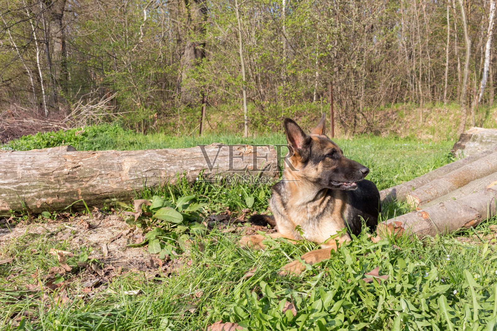 Немецкая овчарка照片摄影图片