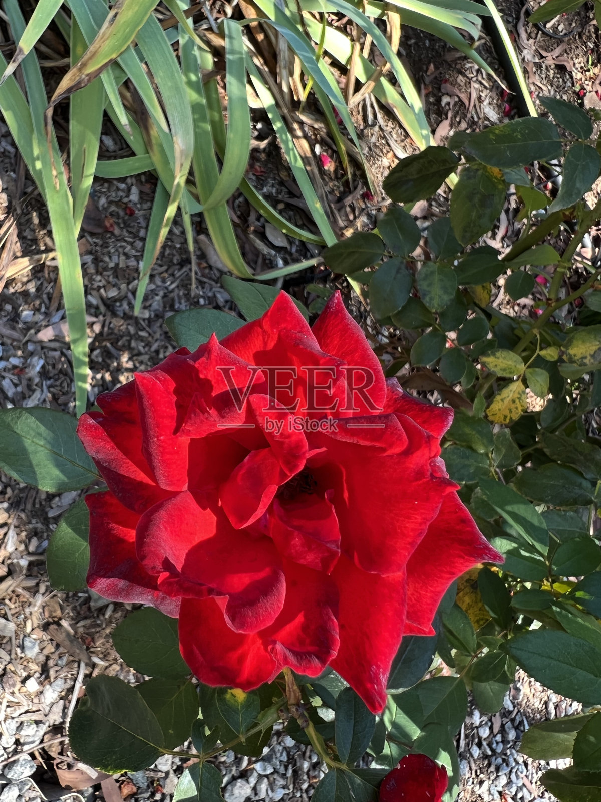 花-杂交茶玫瑰照片摄影图片