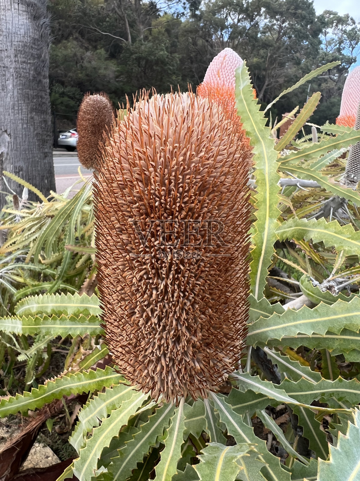 植物-班克夏照片摄影图片