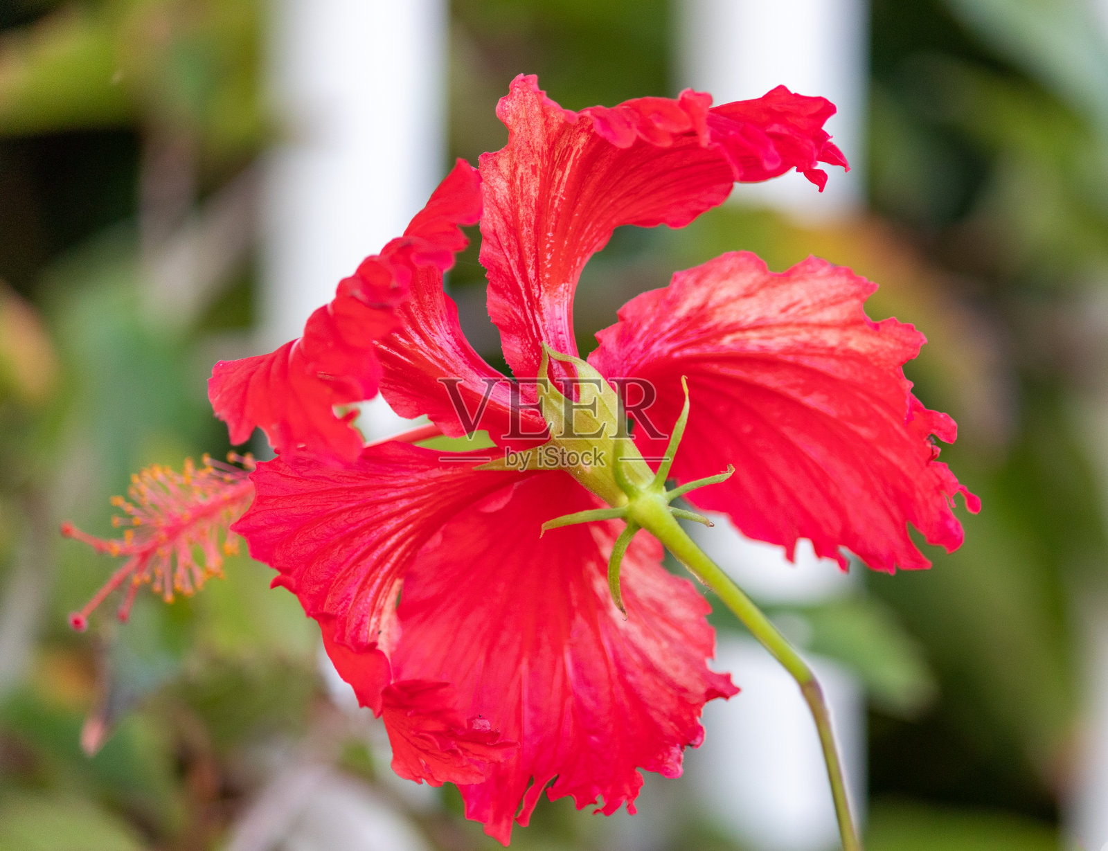 美丽的芙蓉花，一种木质的，纤维状的灌木，高达5米。照片摄影图片