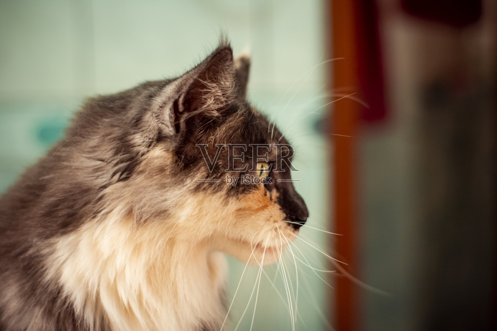 一只长毛猫侧影望向一旁。照片摄影图片