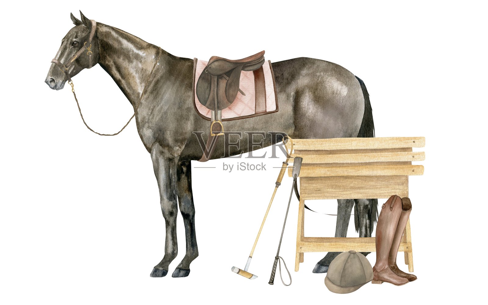 一只站立的英国纯种马的水彩插图。孤立。马术装备鞍座、鞍垫、棕色皮靴、头盔、马球棍插画图片素材