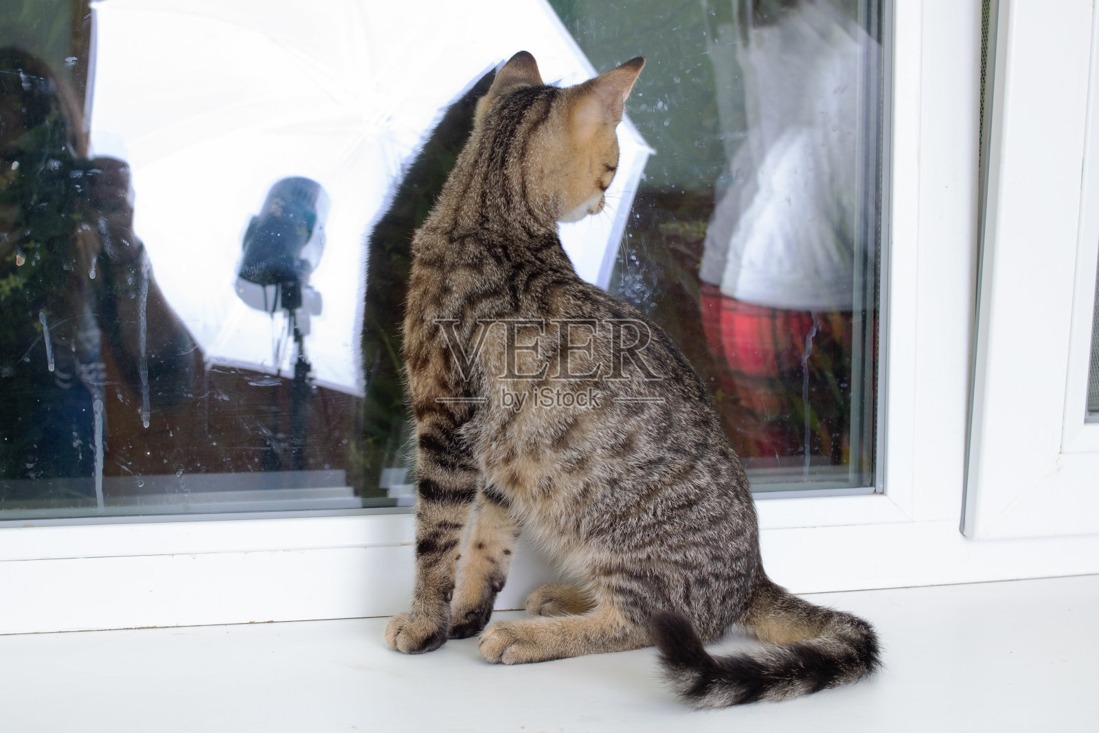 灰小猫仔细地看着窗外照片摄影图片