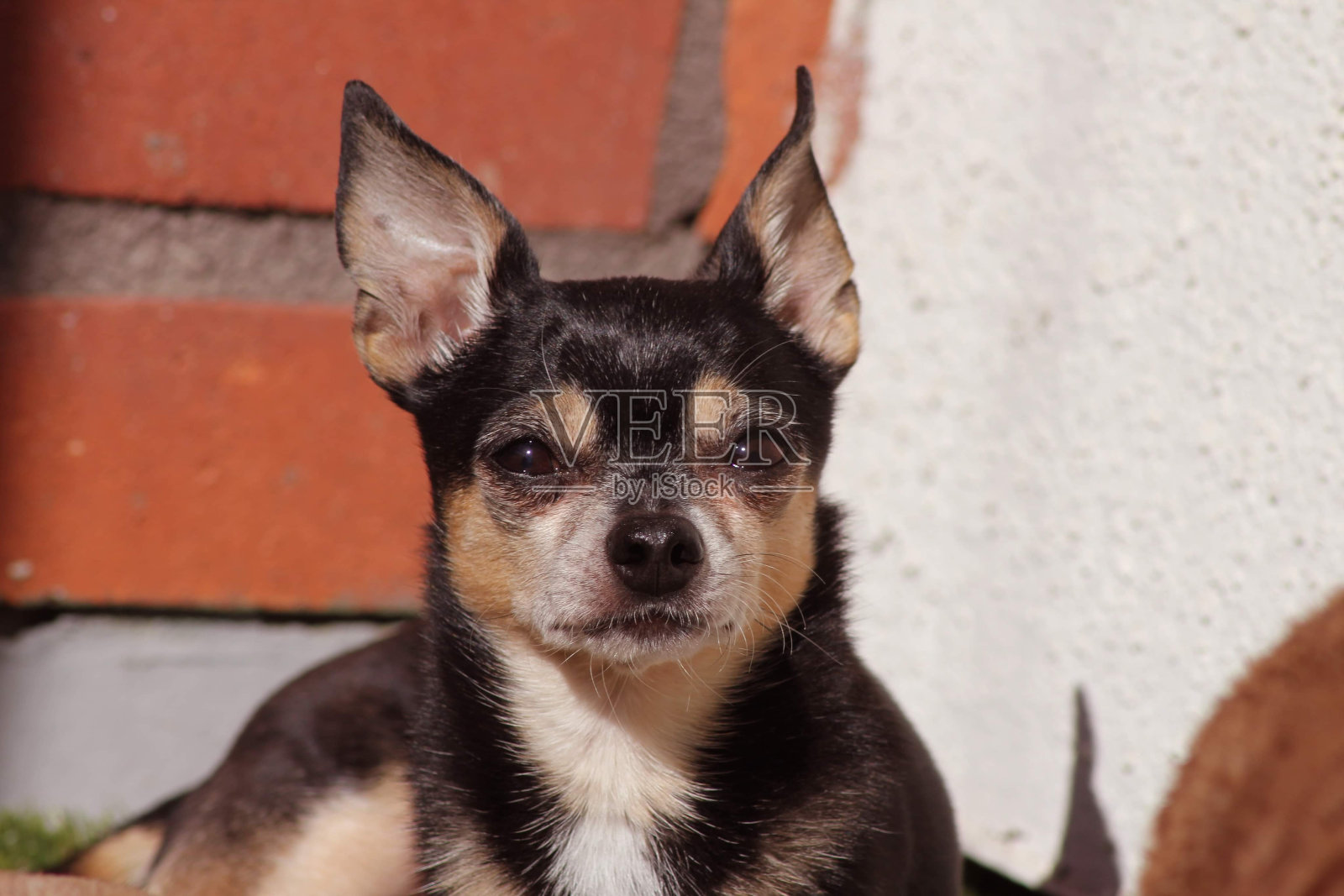 咖啡，吉娃娃照片摄影图片