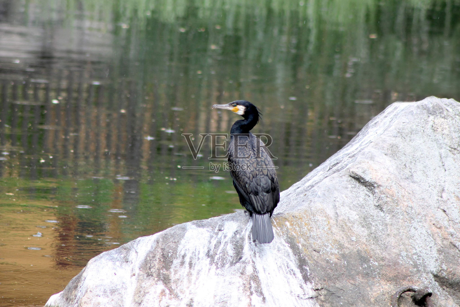 一只大鸬鹚照片摄影图片