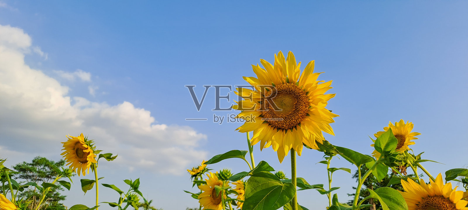 田野里的向日葵映着蓝天照片摄影图片