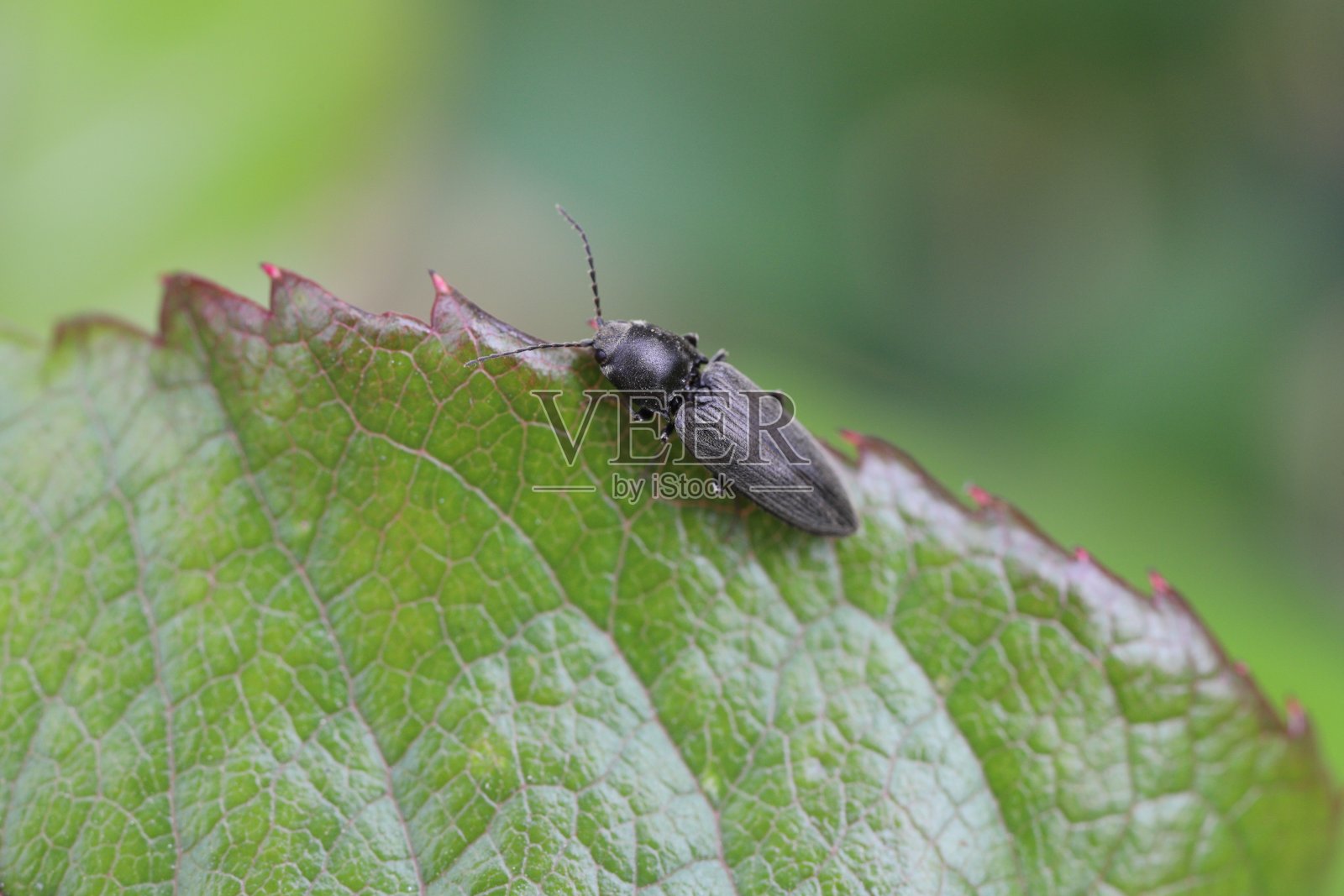 黑半锥甲是一种叩头甲虫，是叩头甲虫科的一种。它通常被称为有条纹的点击甲虫。它的幼虫是许多作物土壤中的重要害虫。照片摄影图片