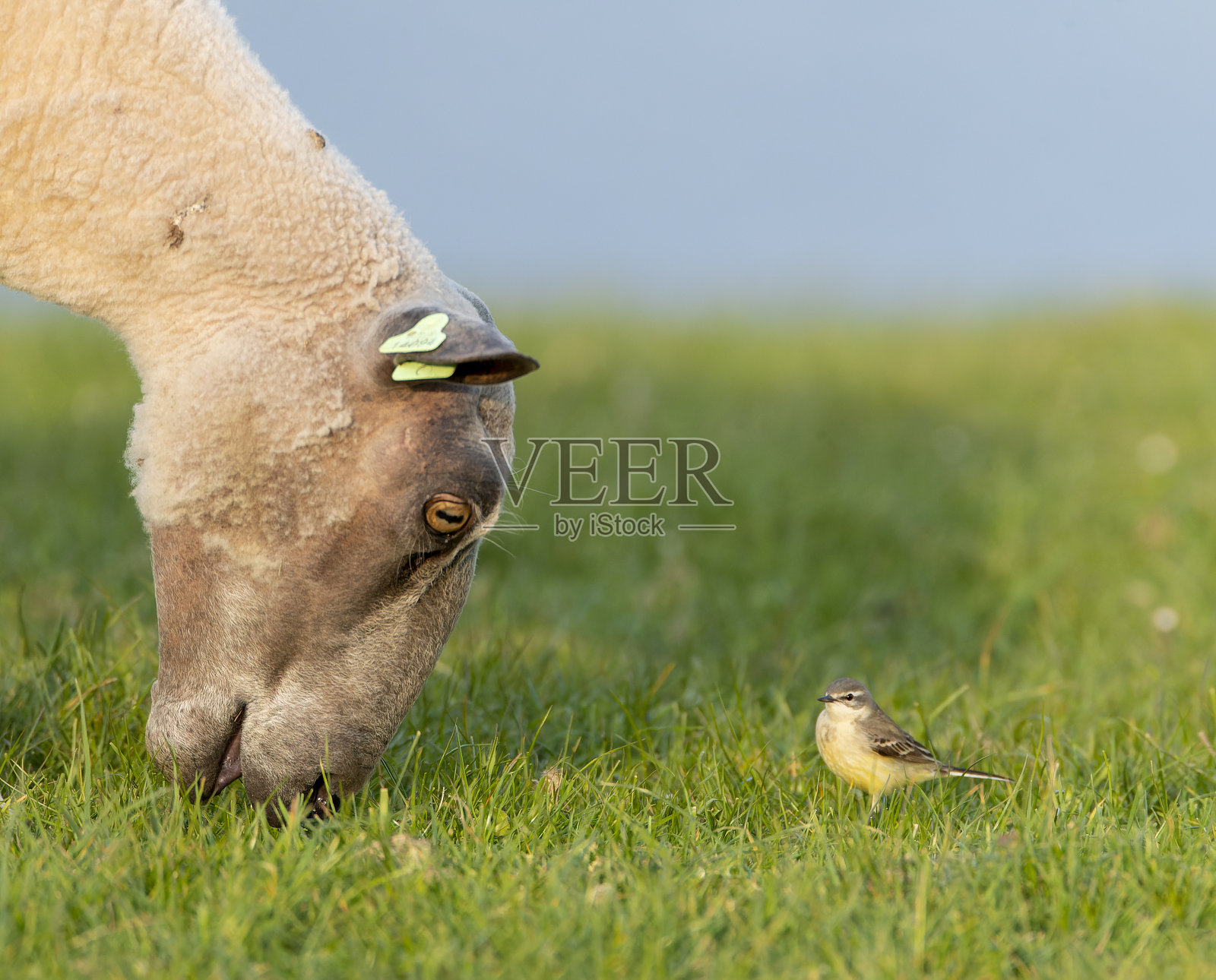 蓝头鹡鸰，Motacilla flava flava照片摄影图片