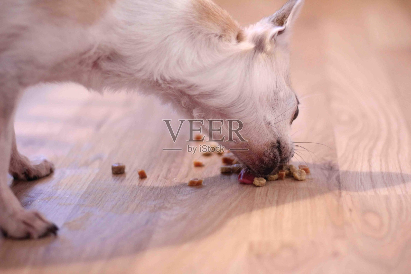 Sunny正在吃吉娃娃照片摄影图片