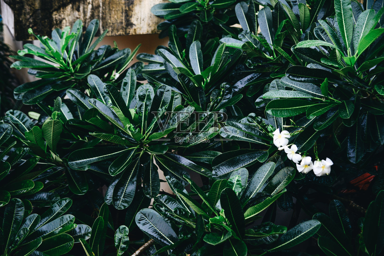 古宅里的梅花树和花照片摄影图片