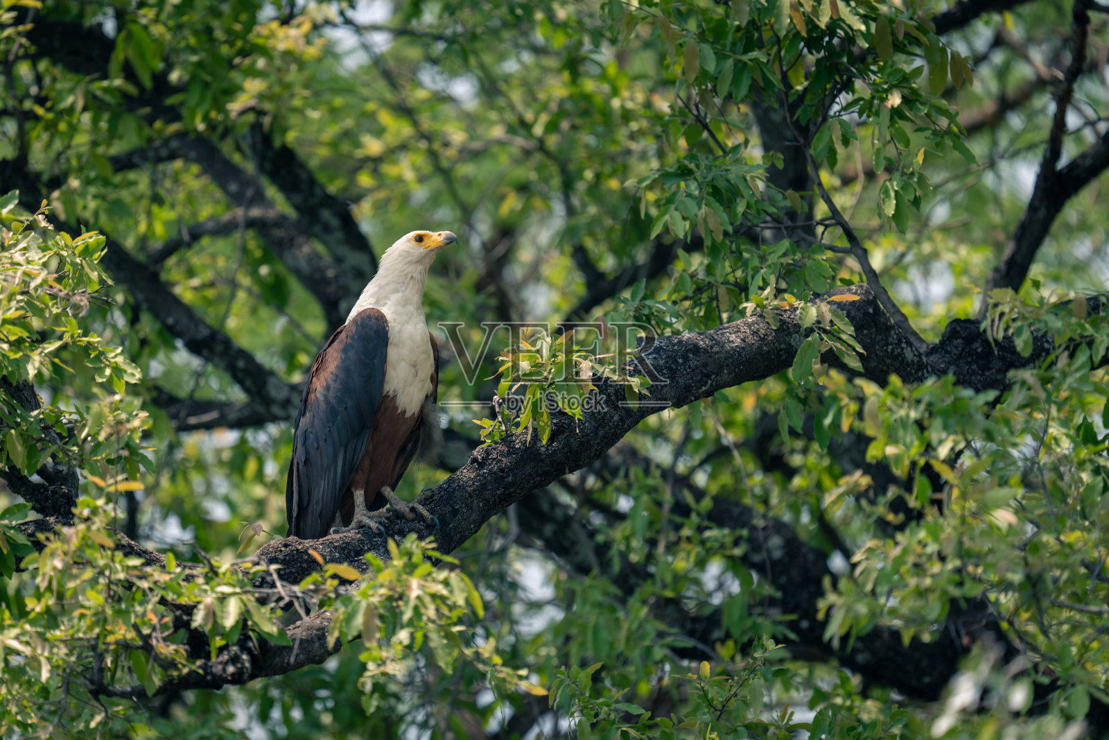 非洲鱼鹰在树上仰望照片摄影图片