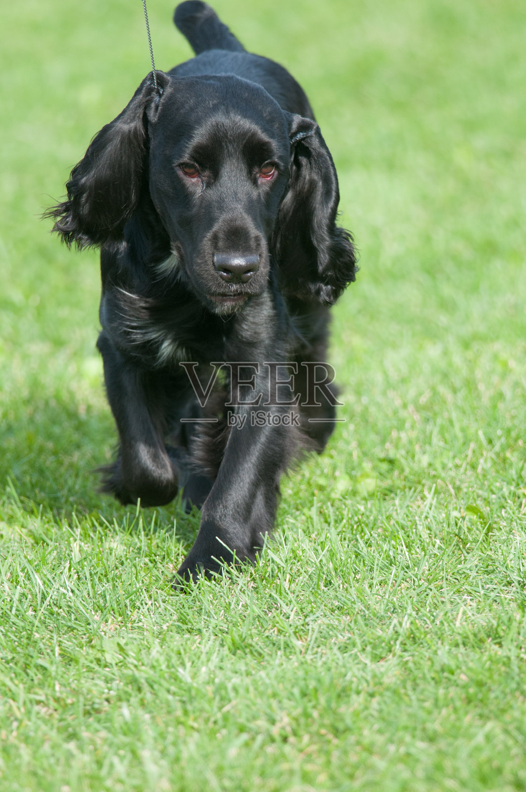 英国可卡犬在草地上照片摄影图片