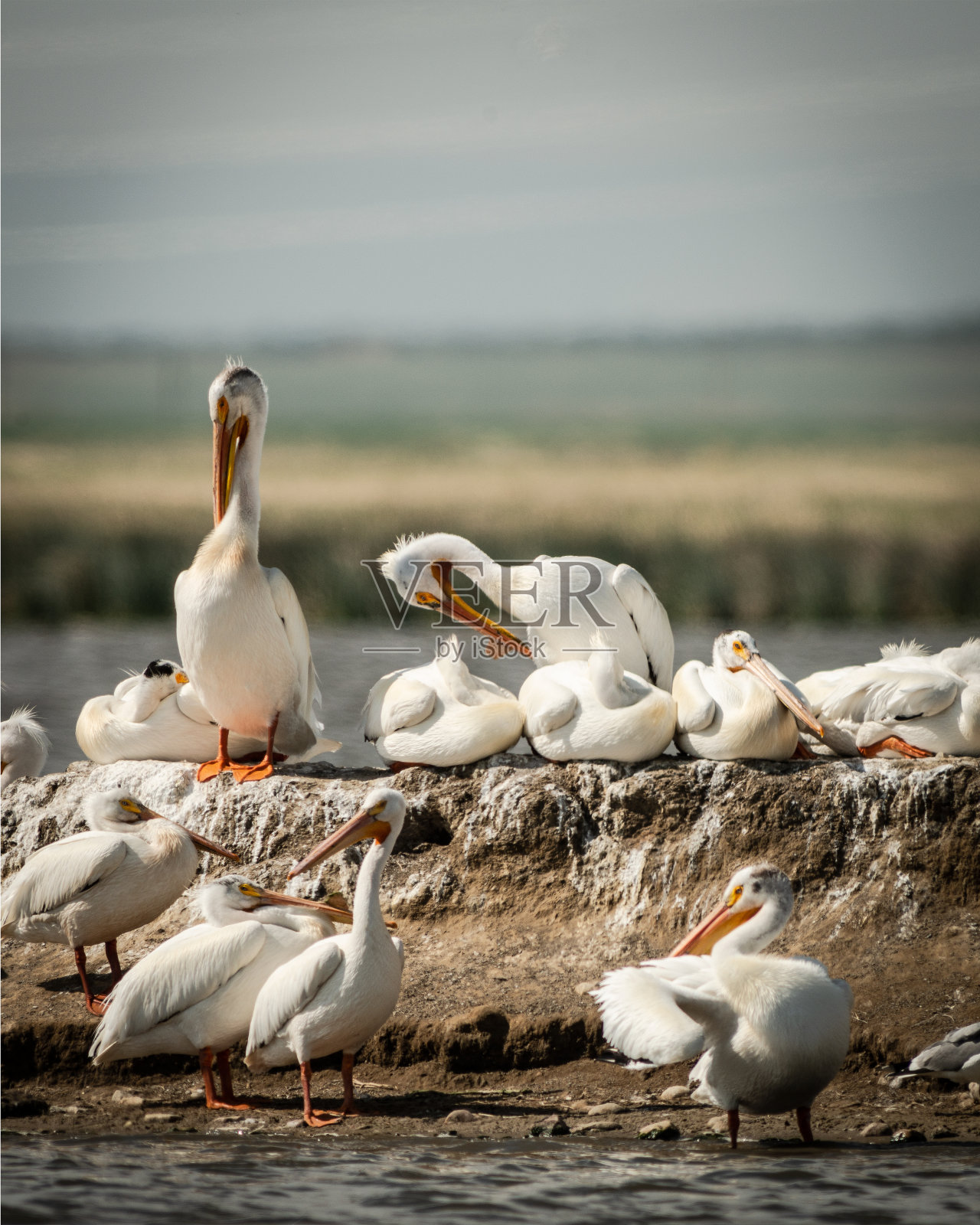 鹈鹕照片摄影图片