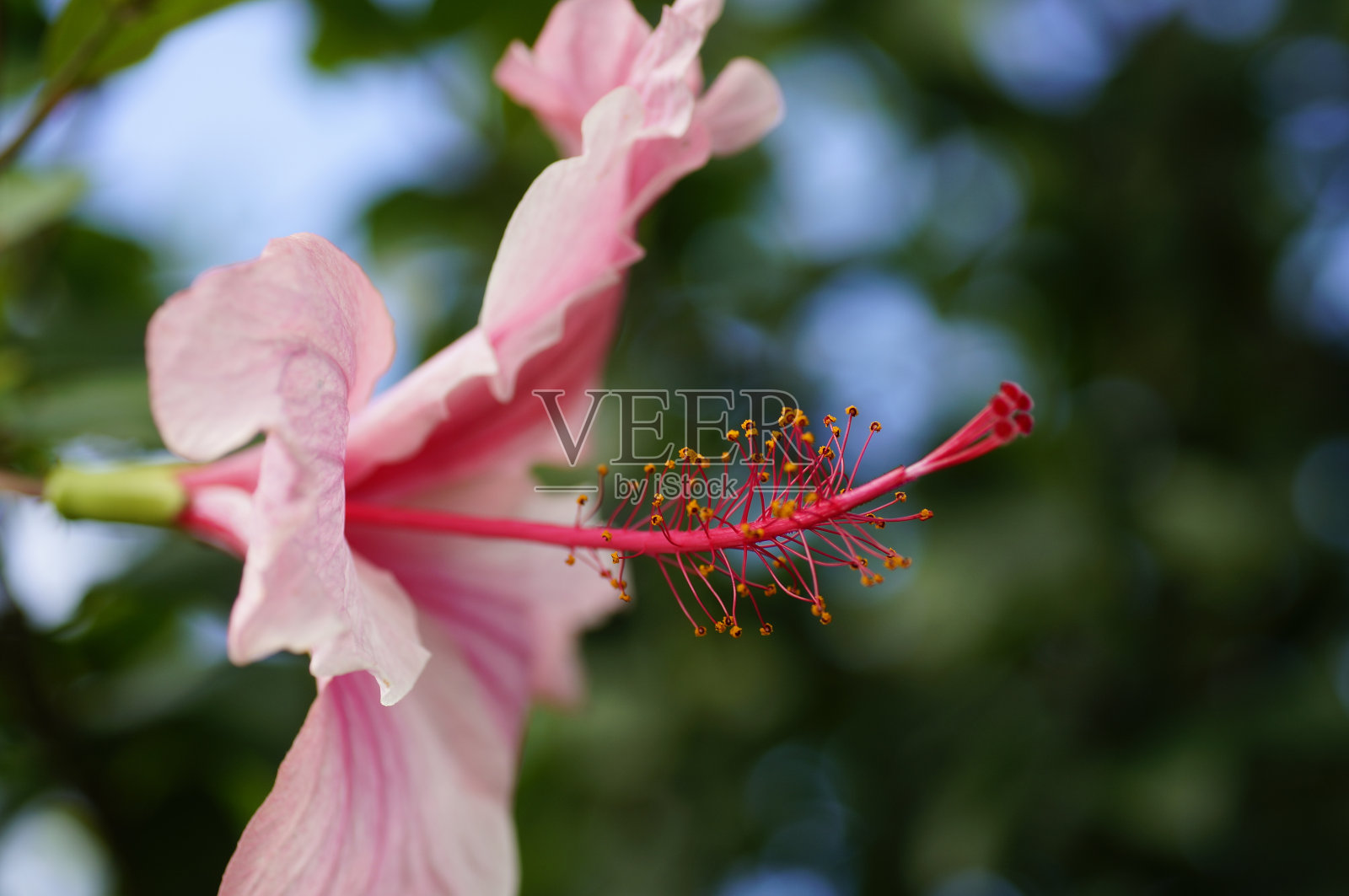 芙蓉照片摄影图片